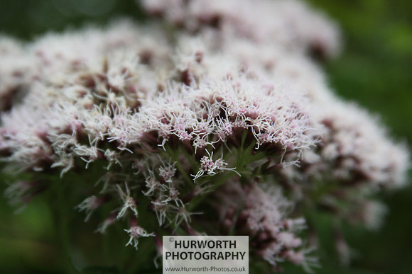 RHS Harlow Carr 115