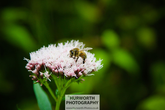 RHS Harlow Carr 116