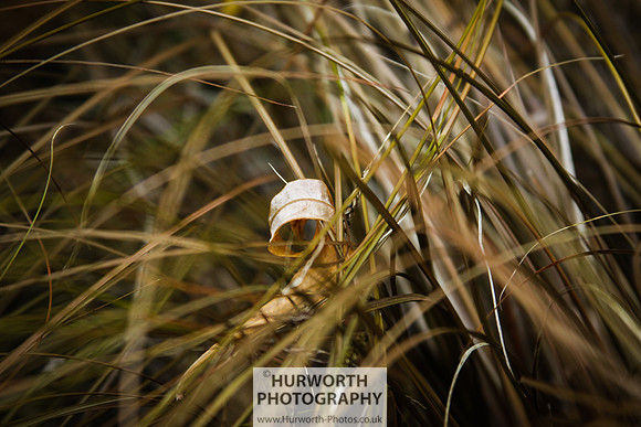 RHS Harlow Carr 118
