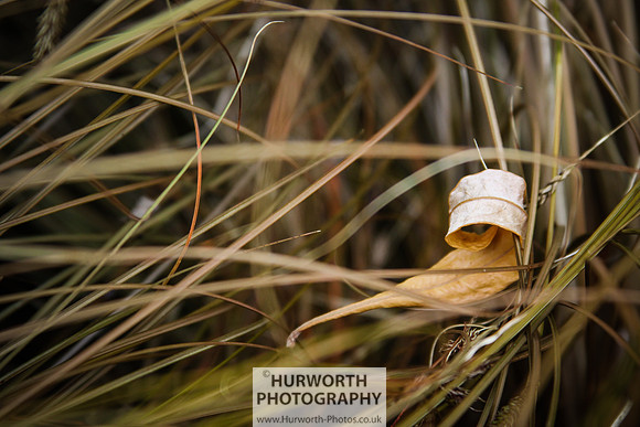 RHS Harlow Carr 119