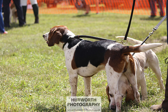 Sedgefield Game Fair 017