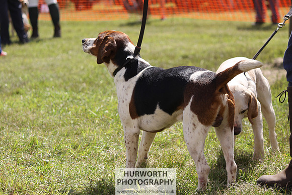 Sedgefield Game Fair 018
