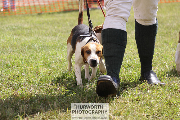 Sedgefield Game Fair 022
