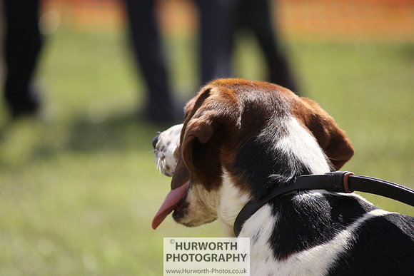Sedgefield Game Fair 023