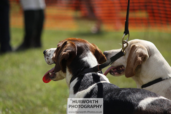 Sedgefield Game Fair 024