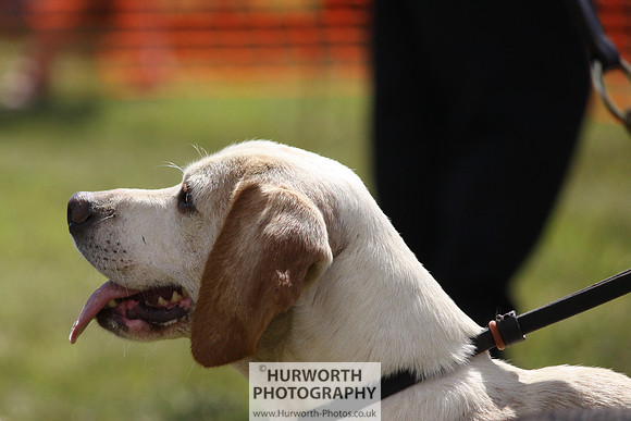 Sedgefield Game Fair 025