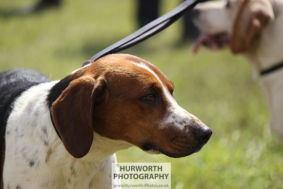 Sedgefield Game Fair 026