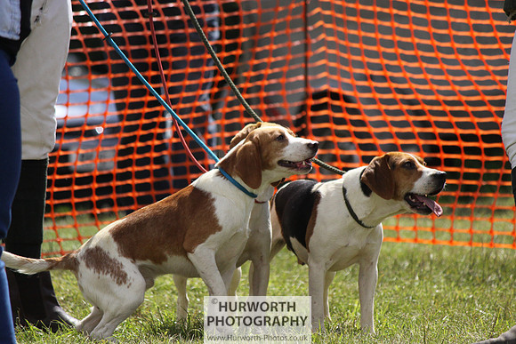 Sedgefield Game Fair 027