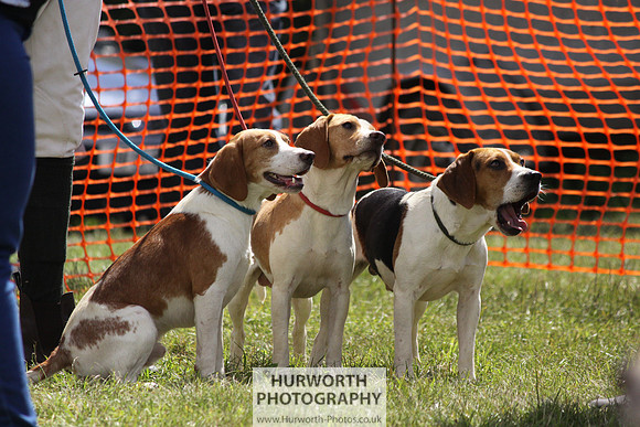 Sedgefield Game Fair 028