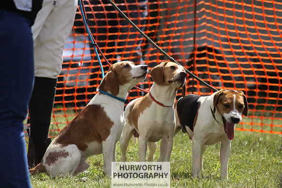 Sedgefield Game Fair 029