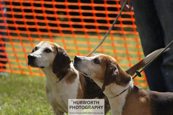Sedgefield Game Fair 030