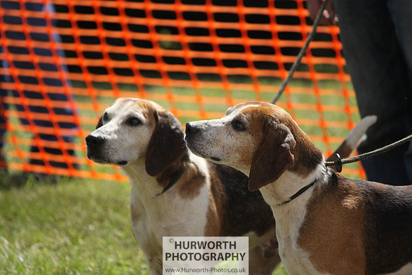 Sedgefield Game Fair 031