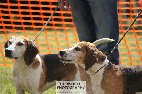 Sedgefield Game Fair 032