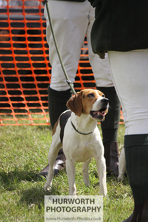 Sedgefield Game Fair 034