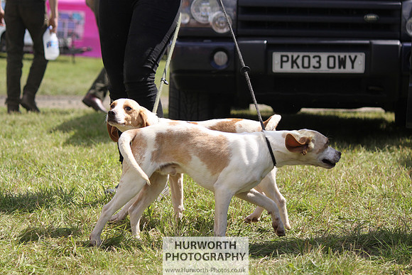 Sedgefield Game Fair 038