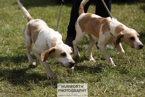 Sedgefield Game Fair 039