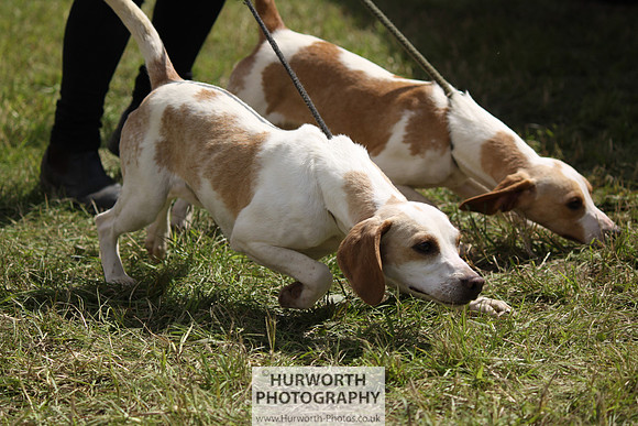 Sedgefield Game Fair 040