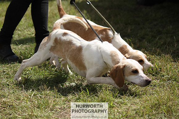 Sedgefield Game Fair 041
