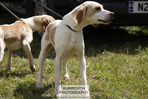 Sedgefield Game Fair 042