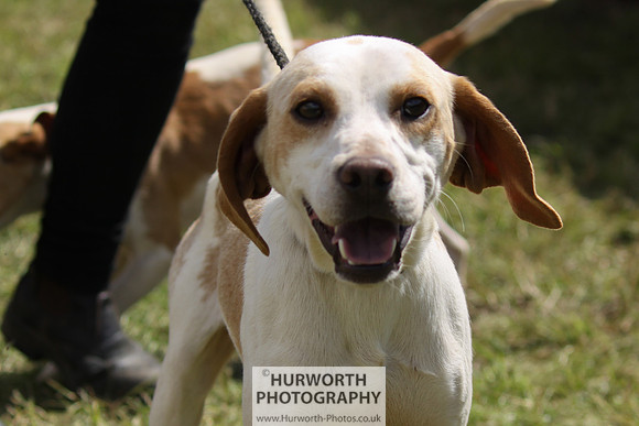 Sedgefield Game Fair 043