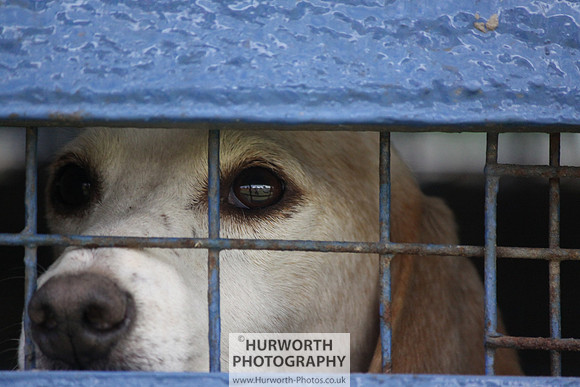 Sedgefield Game Fair 044
