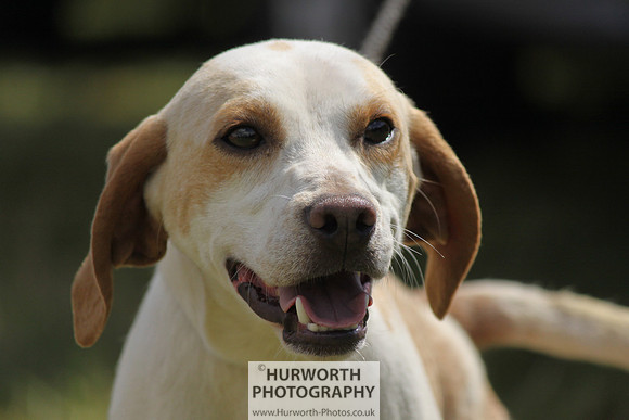 Sedgefield Game Fair 046