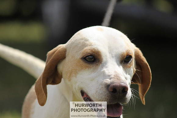 Sedgefield Game Fair 047