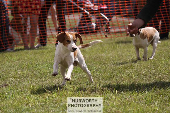 Sedgefield Game Fair 048