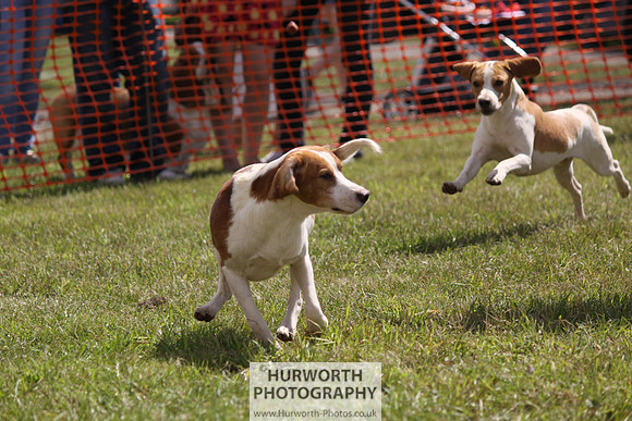 Sedgefield Game Fair 049