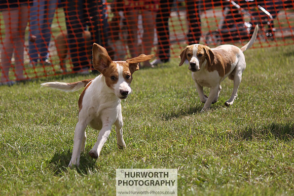 Sedgefield Game Fair 050