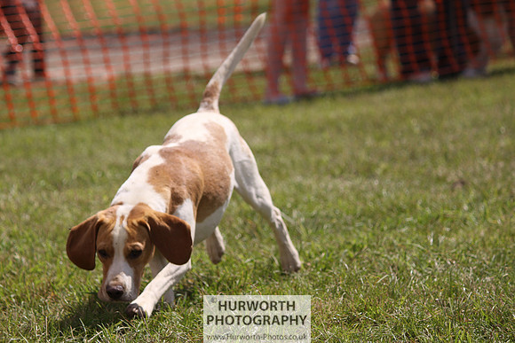 Sedgefield Game Fair 051
