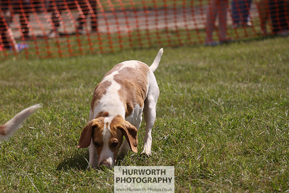 Sedgefield Game Fair 052