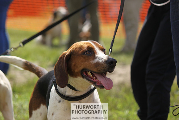Sedgefield Game Fair 053