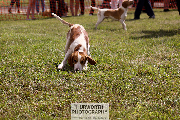 Sedgefield Game Fair 055