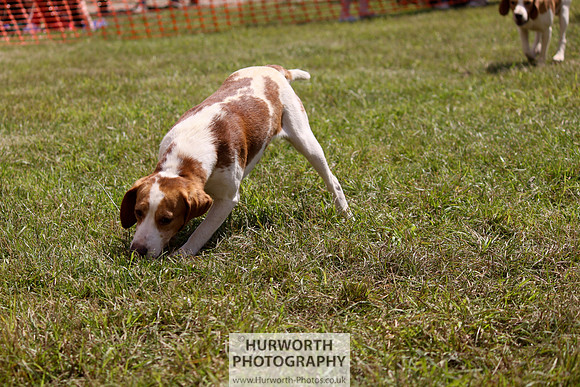 Sedgefield Game Fair 056