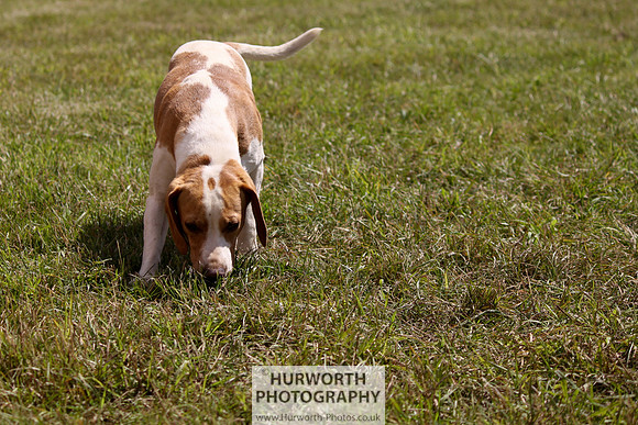 Sedgefield Game Fair 057