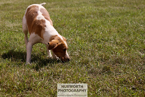Sedgefield Game Fair 058