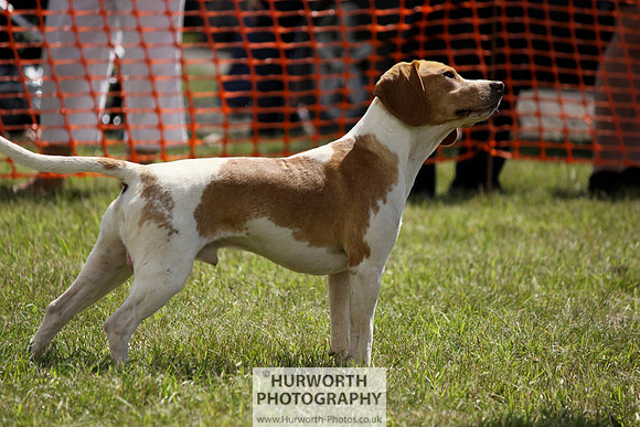 Sedgefield Game Fair 059