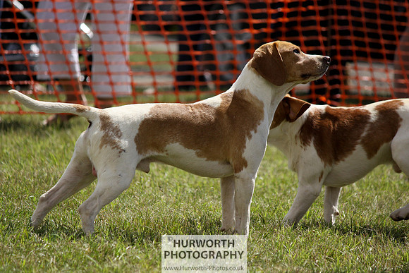 Sedgefield Game Fair 060