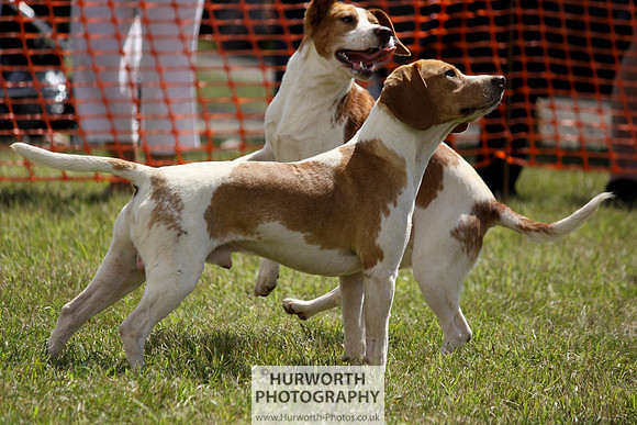 Sedgefield Game Fair 061