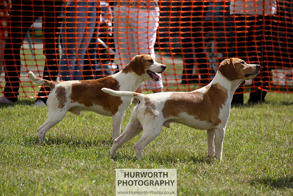 Sedgefield Game Fair 062