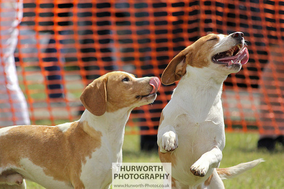 Sedgefield Game Fair 063