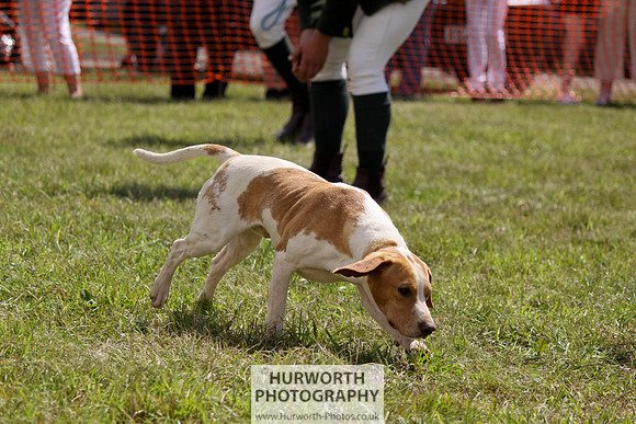 Sedgefield Game Fair 064