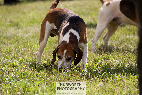 Sedgefield Game Fair 065