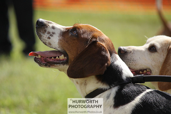 Sedgefield Game Fair 066
