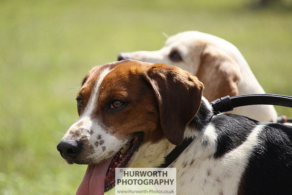 Sedgefield Game Fair 067