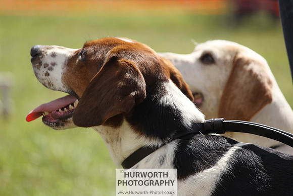 Sedgefield Game Fair 068