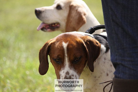 Sedgefield Game Fair 069