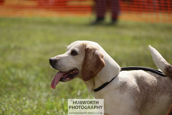 Sedgefield Game Fair 070