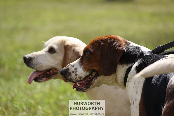 Sedgefield Game Fair 071